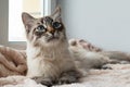 Adorable furry cat of seal lynx point color with blue eyes is lying on a pink blanket near to the window.