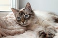 Adorable furry cat of seal lynx point color with blue eyes is resting on a pink blanket. Royalty Free Stock Photo