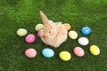 Adorable furry Easter bunny and colorful eggs Royalty Free Stock Photo