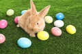 Adorable furry Easter bunny and colorful eggs Royalty Free Stock Photo