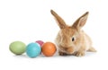 Adorable furry Easter bunny and colorful eggs Royalty Free Stock Photo