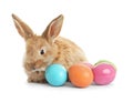 Adorable furry Easter bunny and colorful eggs on white Royalty Free Stock Photo