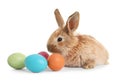 Adorable furry Easter bunny and colorful eggs on white Royalty Free Stock Photo