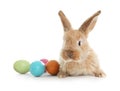 Adorable furry Easter bunny and colorful eggs on white Royalty Free Stock Photo