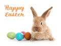 Adorable furry Easter bunny and colorful eggs Royalty Free Stock Photo