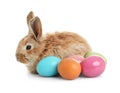 Adorable furry Easter bunny and colorful eggs Royalty Free Stock Photo