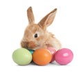 Adorable furry Easter bunny and colorful eggs Royalty Free Stock Photo