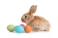 Adorable furry Easter bunny and colorful eggs on white Royalty Free Stock Photo