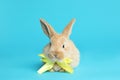 Adorable furry Easter bunny with cute bow tie Royalty Free Stock Photo