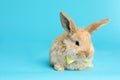 Adorable furry Easter bunny with cute bow tie on color background Royalty Free Stock Photo