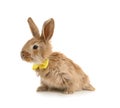 Adorable furry Easter bunny with cute bow tie on white Royalty Free Stock Photo