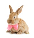 Adorable furry Easter bunny with cute bow tie on white Royalty Free Stock Photo