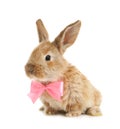 Adorable furry Easter bunny with cute bow tie Royalty Free Stock Photo