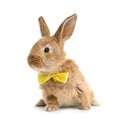 Adorable furry Easter bunny with cute bow tie