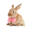 Adorable furry Easter bunny with cute bow tie Royalty Free Stock Photo