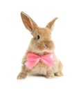 Adorable furry Easter bunny with cute bow tie Royalty Free Stock Photo