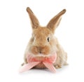 Adorable furry Easter bunny with cute bow tie Royalty Free Stock Photo