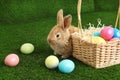 Adorable furry Easter bunny near wicker basket and dyed eggs on green grass Royalty Free Stock Photo