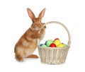 Adorable furry Easter bunny near wicker basket with dyed eggs on white background Royalty Free Stock Photo