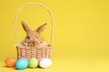 Adorable furry Easter bunny in wicker basket and dyed eggs on color background Royalty Free Stock Photo