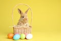 Adorable furry Easter bunny in wicker basket and dyed eggs on color background Royalty Free Stock Photo