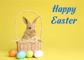 Adorable furry Easter bunny in wicker basket and dyed eggs on color background Royalty Free Stock Photo