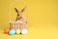 Adorable furry Easter bunny in wicker basket and dyed eggs on color background Royalty Free Stock Photo