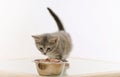 Adorable furry kitten observing cat food in the bowl on white ba Royalty Free Stock Photo