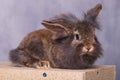 Adorable furry lion head rabbit bunny lying