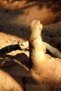 Meerkats At Play