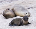 Adorable Galapagos baby sea lion seen in closeup staring while lying down on beach Royalty Free Stock Photo