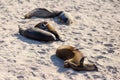 Adorable Galapagos sea lion pup seen in profile snuggling against its mother sleeping on beach with other animals Royalty Free Stock Photo