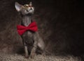 Adorable gentleman metis cat looks up to side while sitting Royalty Free Stock Photo