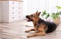 Adorable German shepherd dog lying on floor Royalty Free Stock Photo