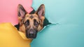 An adorable German shepherd dog is sticking its head through a hole in the torn color paper