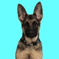 adorable german shepherd dog wearing collar, sitting and looking forward Royalty Free Stock Photo