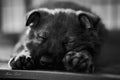 Adorable German shepherd puppy is resting comfortably on the floor with its eyes closed