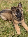 Adorable german shepherd puppy sitting on grass Royalty Free Stock Photo