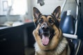 Adorable german shepherd waiting at veterinarians office reception for medical check-up