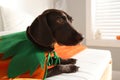 Adorable German Shorthaired Pointer dog dressed as pumpkin indoors. Halloween costume for pet