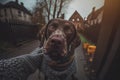 Adorable german shorthaired pointer in a dog sweater selfie, adorable dramatic GoPro selfie