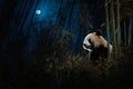 Adorable Giant Panda in a bamboo forest illuminated by moonlight. Amazing Wildlife. Generative Ai