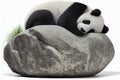 Adorable giant panda bear sleeping