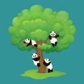 Adorable giant panda cubs climbing a tree, hanging from the branch, resting on a bough and standing on hind legs near the trunk.