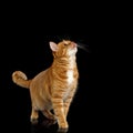 Gorgeous Ginger Cat on Isolated Black background Royalty Free Stock Photo