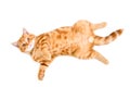 Adorable ginger kitten scottish straight lying on its back Royalty Free Stock Photo