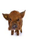 Ginger Kunekune piglet on white