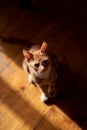 Adorable ginger red tabby cat sitting on a wooden floor, lit with high contrast sunlight Royalty Free Stock Photo