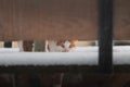 Adorable ginger tabby kitten looking to the camera through a snow covered wooden fence Royalty Free Stock Photo