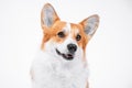 Adorable ginger and white Welsh Corgi Pembroke on empty background. Close up portrait of smiling dog with pretty face expression. Royalty Free Stock Photo